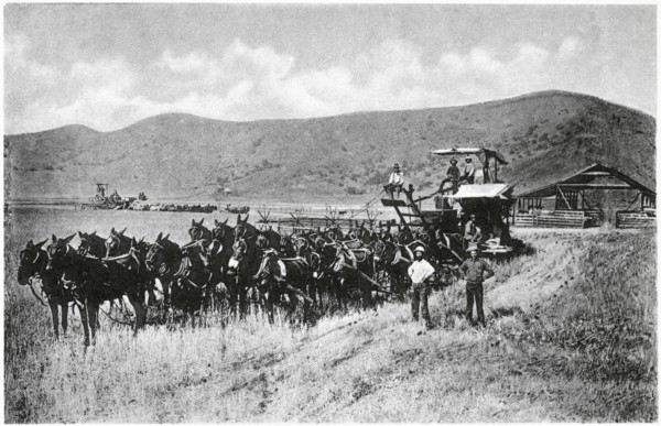 Horse-drawn Combine during Wheat Harvest, Sacramento Valley, California, USA, Photogravure, Denison News Co., 1903