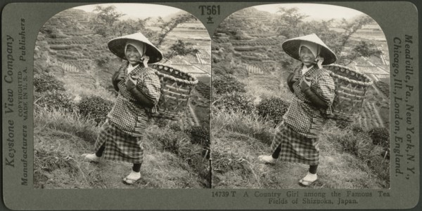 A Country Girl Among the Famous Tea Fields of Shizuoka, Japan, Stereo Card, Keystone View Company. 1905