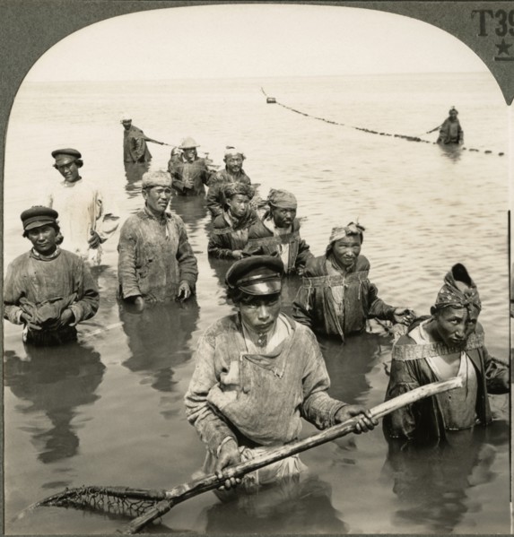 Russian Fishermen Drawing their Nets on the Lower Volga River, Russia, Single Image of Stereo Card, Keystone View Company, early 1900's