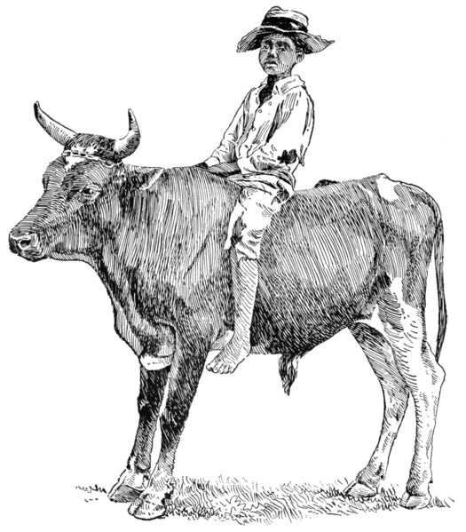 Riding a Bull in rural Georgia, USA, Illustration, Classical Portfolio of Primitive Carriers, by Marshall M. Kirman, World Railway Publ. Co., Illustration, 1895