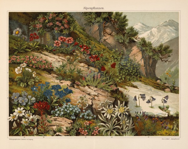 Alpenflanzen, Alpine Plants, Germany