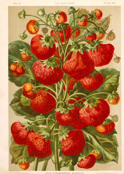 New Strawberry Mineola, Chromolithograph, H.M. Wall, 1892