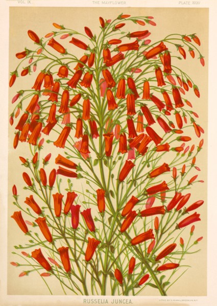 Russelia Juncea, Chromolithograph, H.M. Wall, 1892