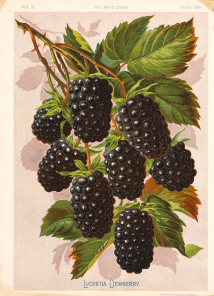 Lucretia Dewberry, Chromolithograph, H.M. Wall, Mayflower Publishing Co., 1892