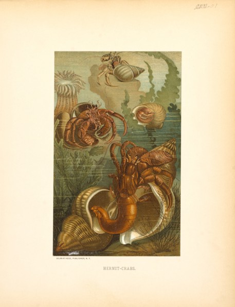 Hermit-Crabs, Selmar Press Publisher, NY, 1898