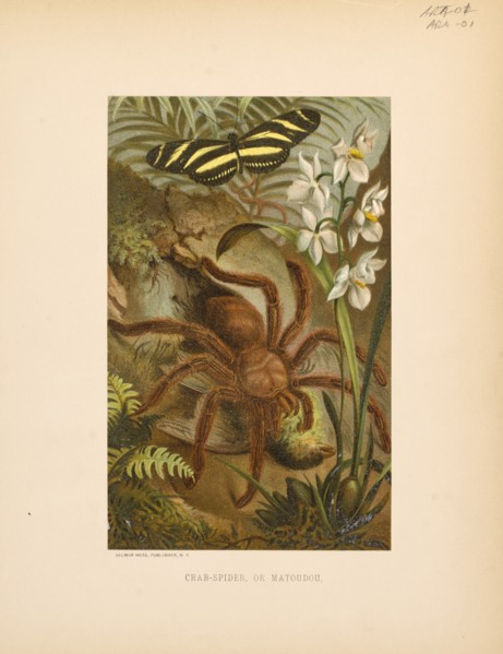 Crab-Spider or Matoudou, Selmar Press Publisher, NY, 1898