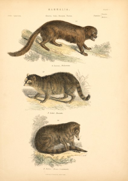 Mammalia, Plate II, Virtue & Yorston, New York, 1860