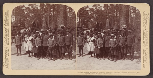Little Tea Pickers who Sang for President Theodore Roosevelt, Pinehurst Tea Farm, Summerville, South Carolina, USA, Stereo Card, Underwood & Underwood, 1902