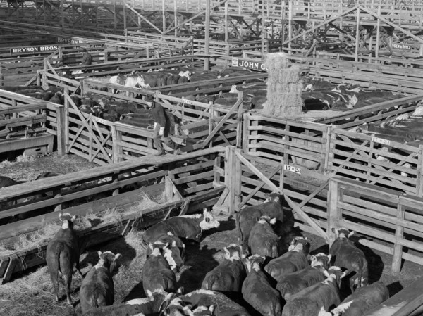 Stockyards, South Omaha, Nebraska, USA, John Vachon, Farm Security Administration, November 1938