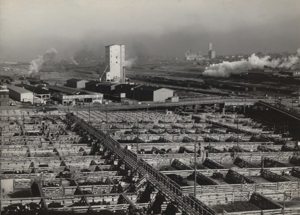 Stockyards, South Omaha, Nebraska, USA, John Vachon, Farm Security Administration, November 1938