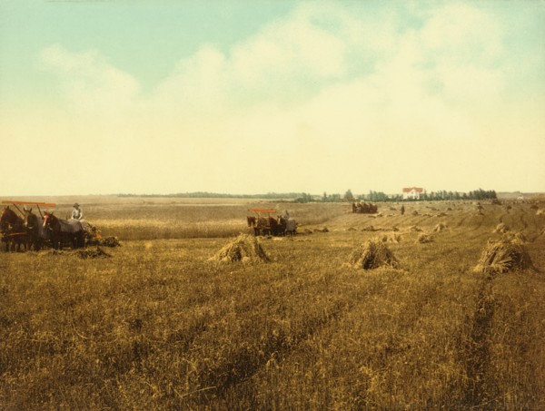 Harvest Field, South Dakota, USA, Photochrome Print, Detroit Publishing Company, 1898