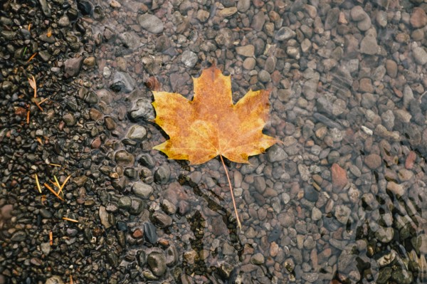 Golden Leaf Floating in Stream