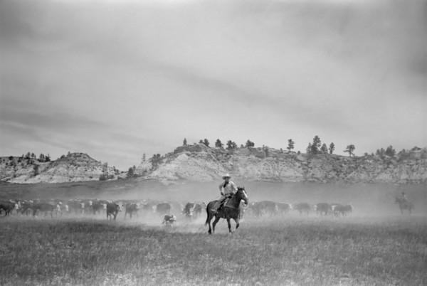 Dragging a Calf to be Branded, Quarter Circle U Ranch Roundup, Montana, USA, Arthur Rothstein, Farm Security Administration, June 1939