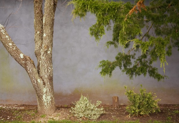 Tree and Wall