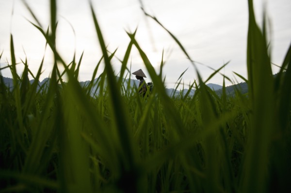 Worm's Eye View of Farm Land