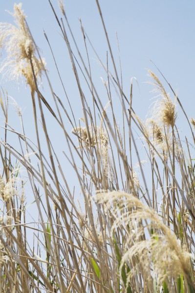 Tall Grass on Pale Blue Sky