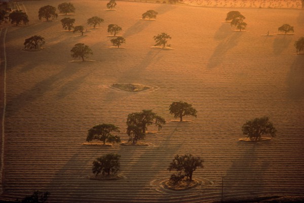 Trees in Striped Field, High Angle View