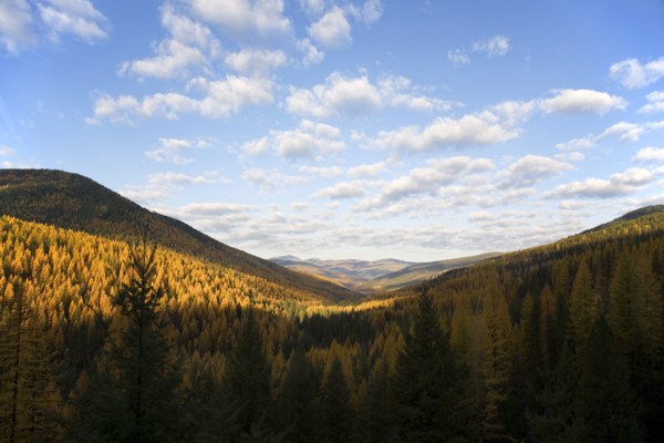 Landscape with Mountains and Golden Larch Trees