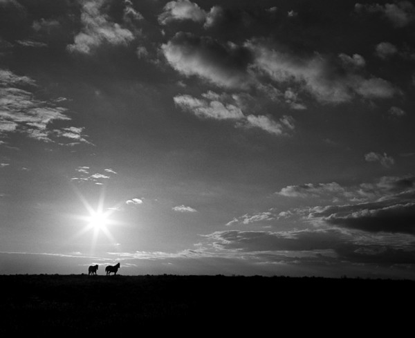 Horses in Field at Sunrise
