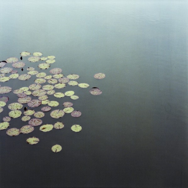 Water Lillies