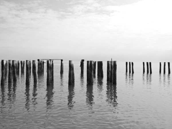 Old Wood Pilings in Water