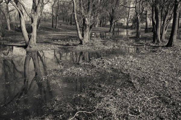 Trees in Flooded Field, Orchard Beach Park, Bronx, New York City, USA