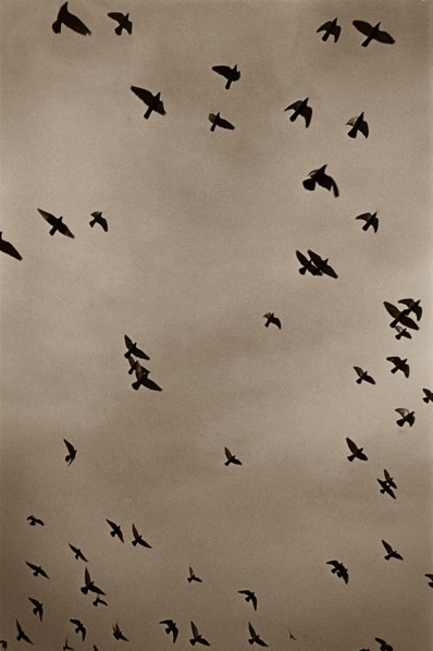 Flock of Birds in Flight