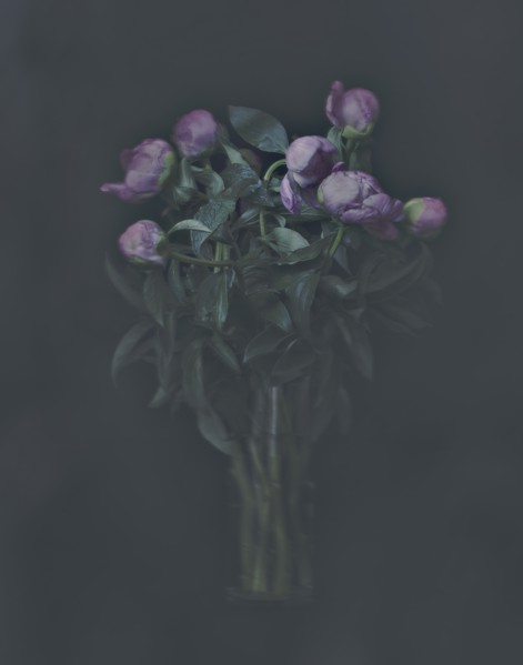 Bouquet of Peony Flowers in Vase Against Dark Background