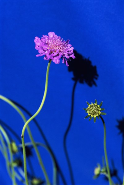 Pink Pincushion Flower on Blue
