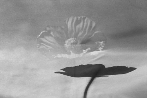 Black and White Poppy with Gauze