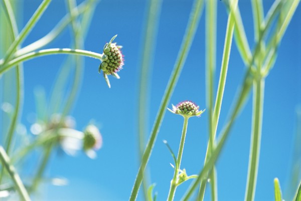Pincushion Flower Buds