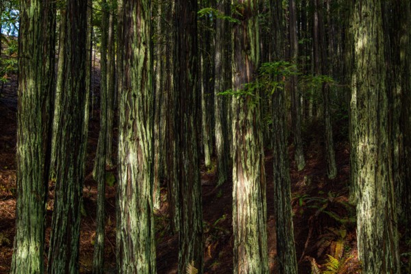 Dappled Light on Baby Redwood Trees after Rain, Mt. Tamalpais, Mill Valley, California, USA