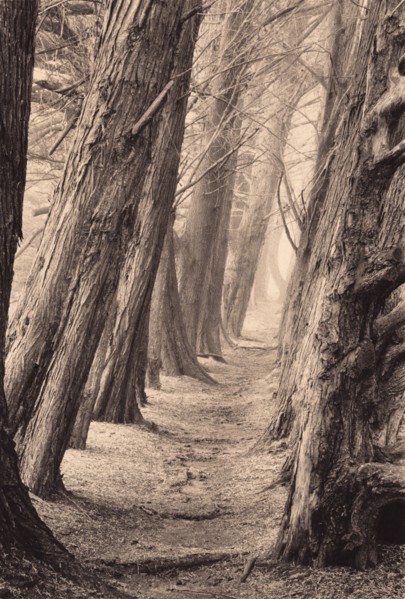 Path Between Two Rows of Large Trees