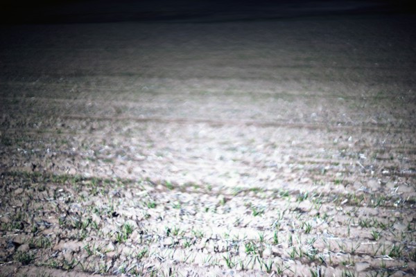 Sprouting Crops, Selective Focus, Painterly Effect