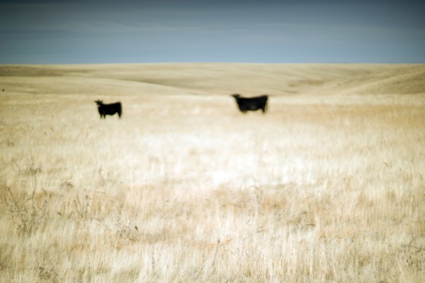 Two Cows in Rural Field