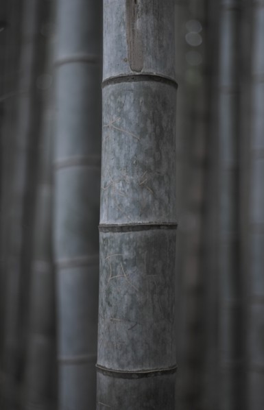 Close-up Detail of Bamboo Stems in Bamboo Grove