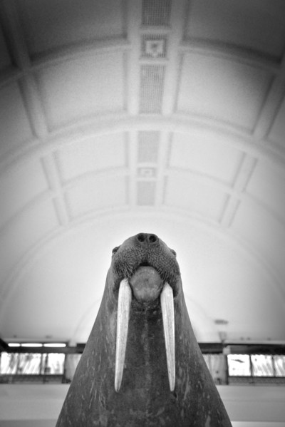 Stuffed Walrus