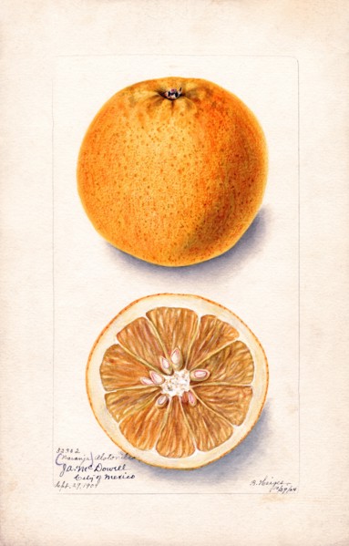 Bitter Orange Twigs