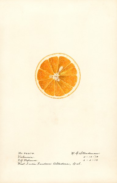 Orange Slice