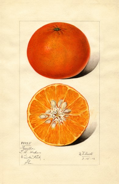 Orange