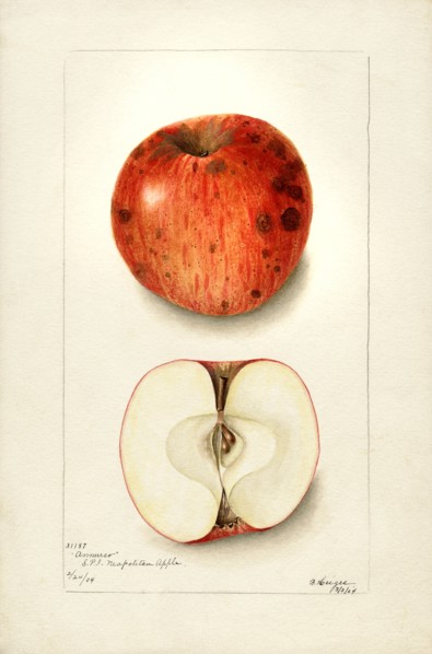 Annurca Apple