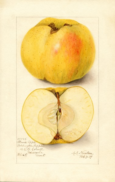 Stone's Apple