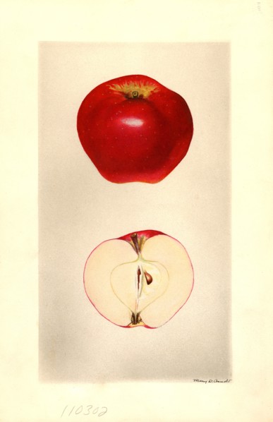 Seedling Apple no. 49 Malus domestica