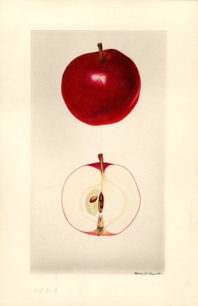 Seedling Apple no. 34