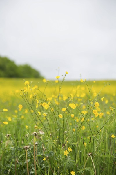 Buttercup Wildflowers in Field