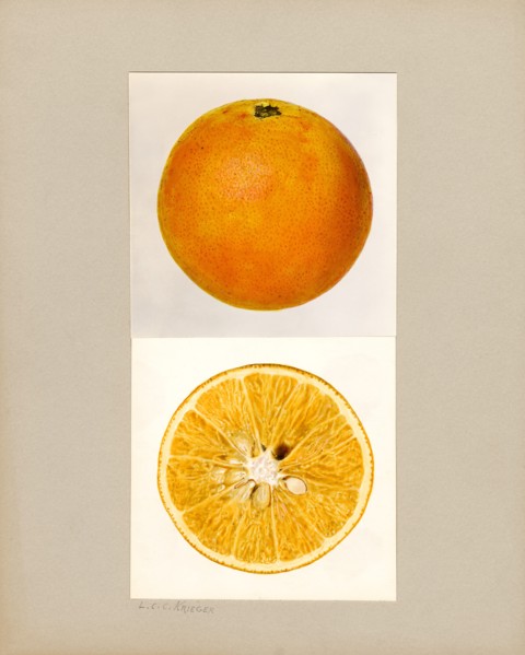 Pineapple Orange, Citrus sinensis,