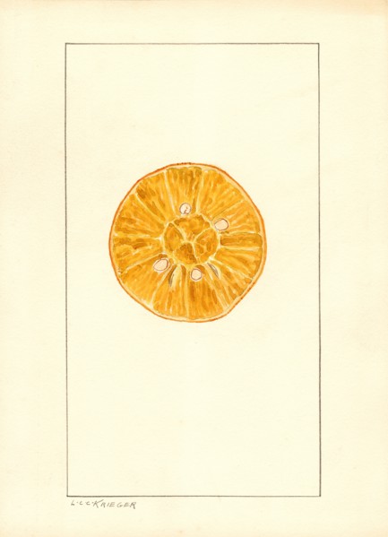Orange, Citrus sinensis,