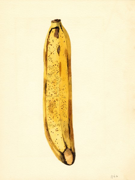 Yellow Banana, Musa,