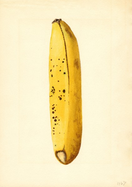 Yellow Banana, Musa,