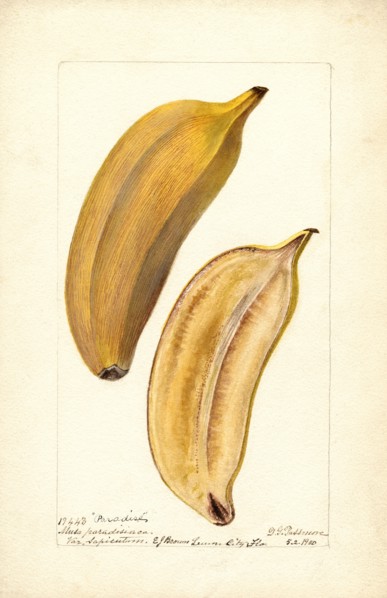 Two Bananas, Paradise variety, 1900